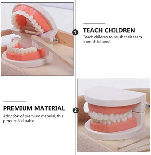 STOBOK 1 Takım Diş Fırçalama Modeli Oyuncak, Diş Fırçalama Modeli ve Diş Fırçası Seti Diş Fırçalama Öğretim Yardımcıları Homeschool
